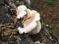Nyári laskagomba (Pleurotus pulmonarius), Vértes
